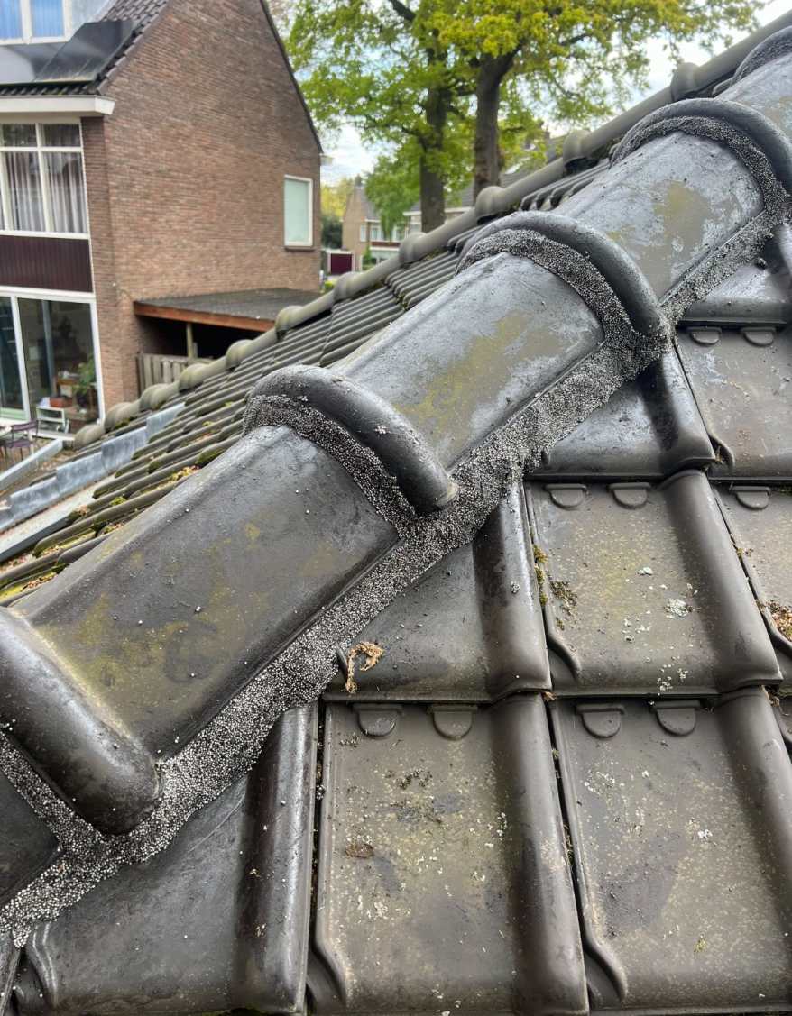 Nokvorsten Renovaties